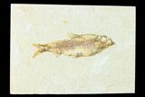 Fossil Fish (Knightia) - Wyoming #148337-1